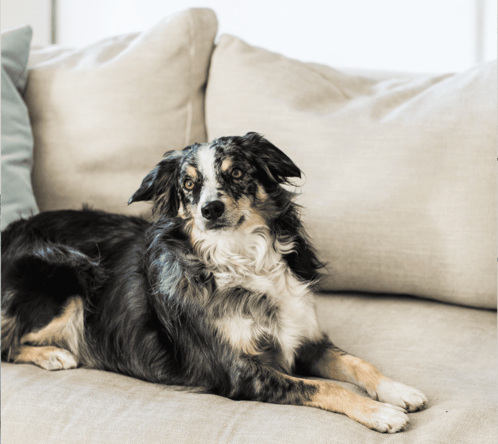 Sofas with Crypton order online