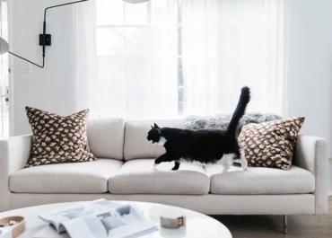 Crypton performance fabric is pet-friendly! This photo shows a cat walking across a white sofa.