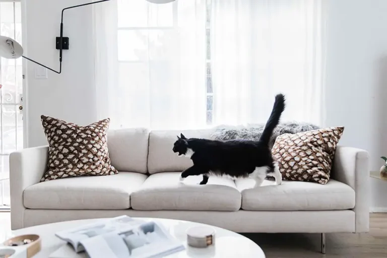 Crypton performance fabric is pet-friendly! This photo shows a cat walking across a white sofa.