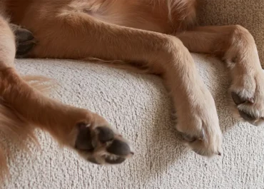 dog paws on couch