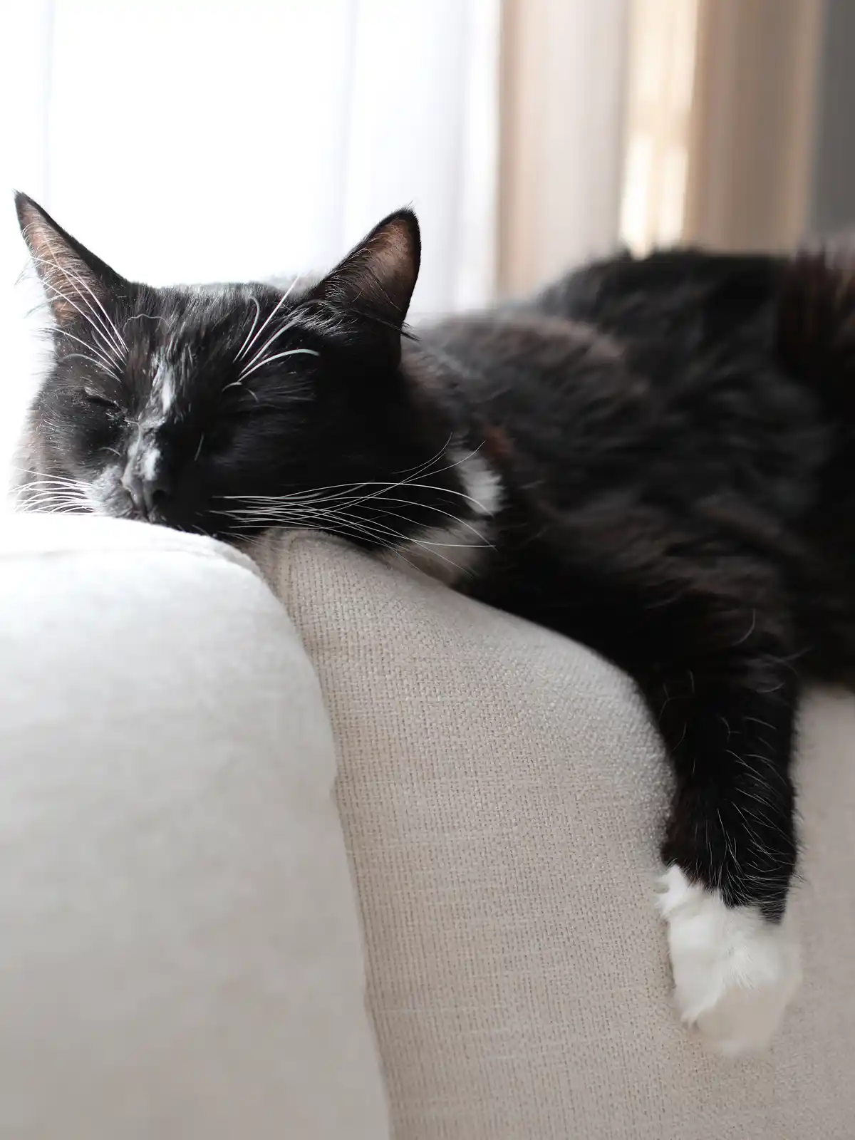 cat sleeping on white couch. 