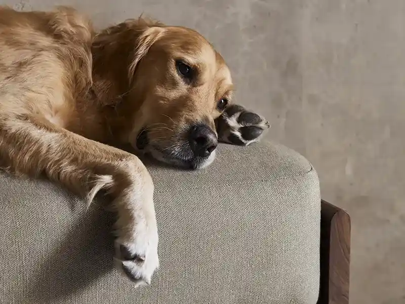 best couch material for dogs