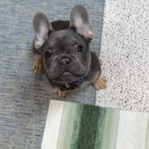 KB Contract fabric for commercial design