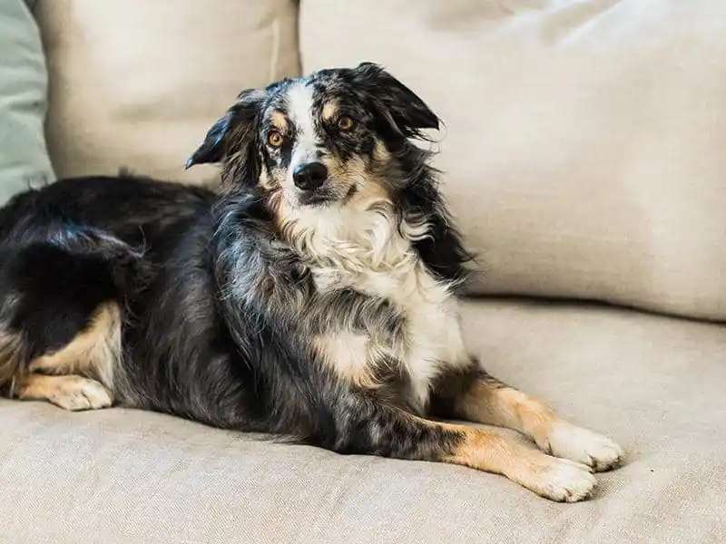best upholstery fabric furniture for dog owners