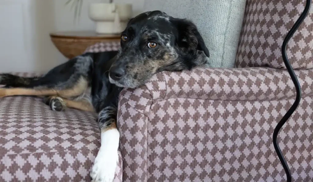 new performance fabric patterns at reid witlin textiles