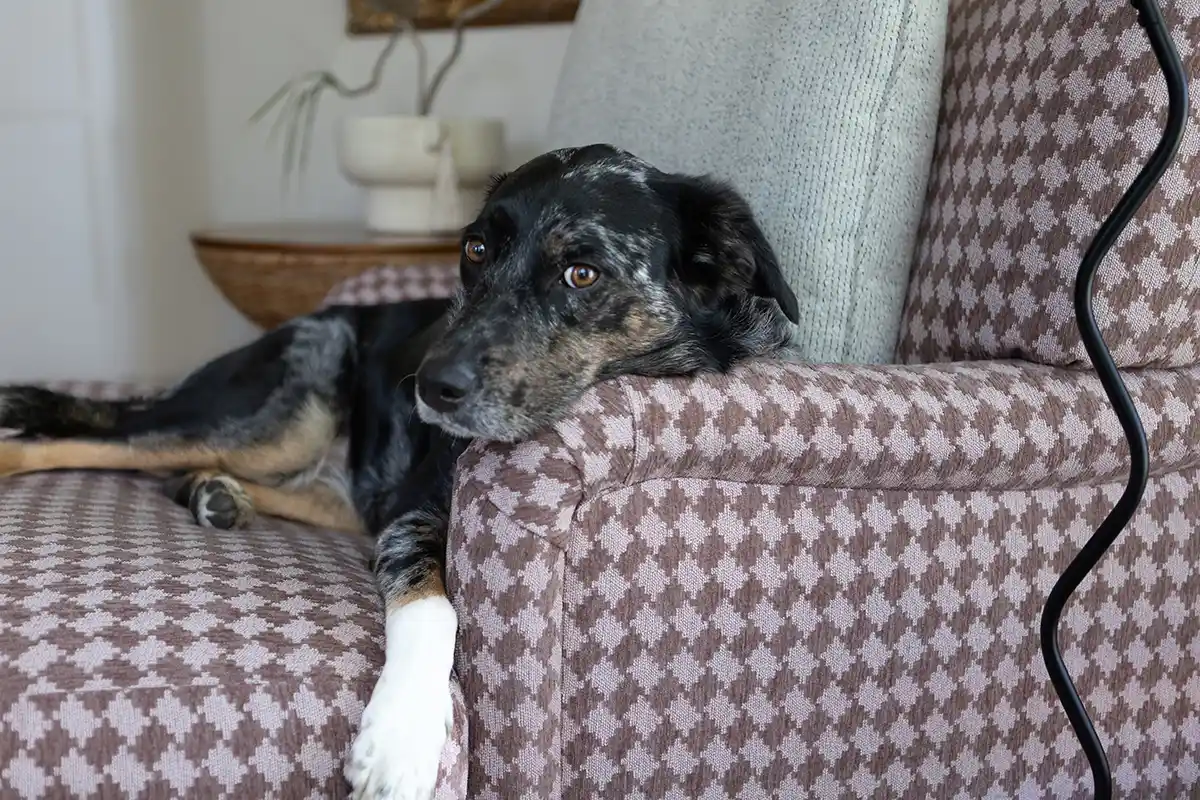 Best couch material for dog owners