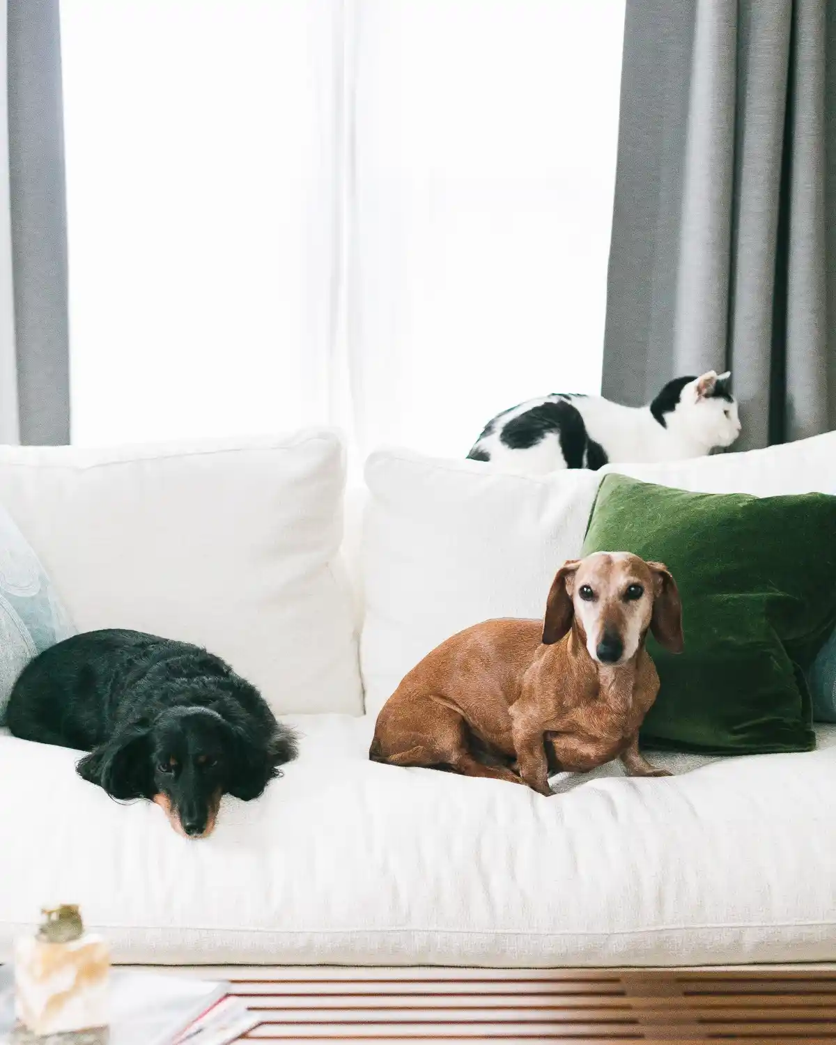 best pet-friendly couches for dog loves that are stain resistant, odor resistant, and are easy to clean