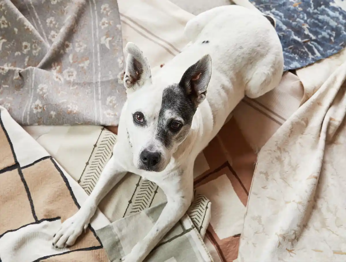 best performance upholstery fabric couches for pet owners