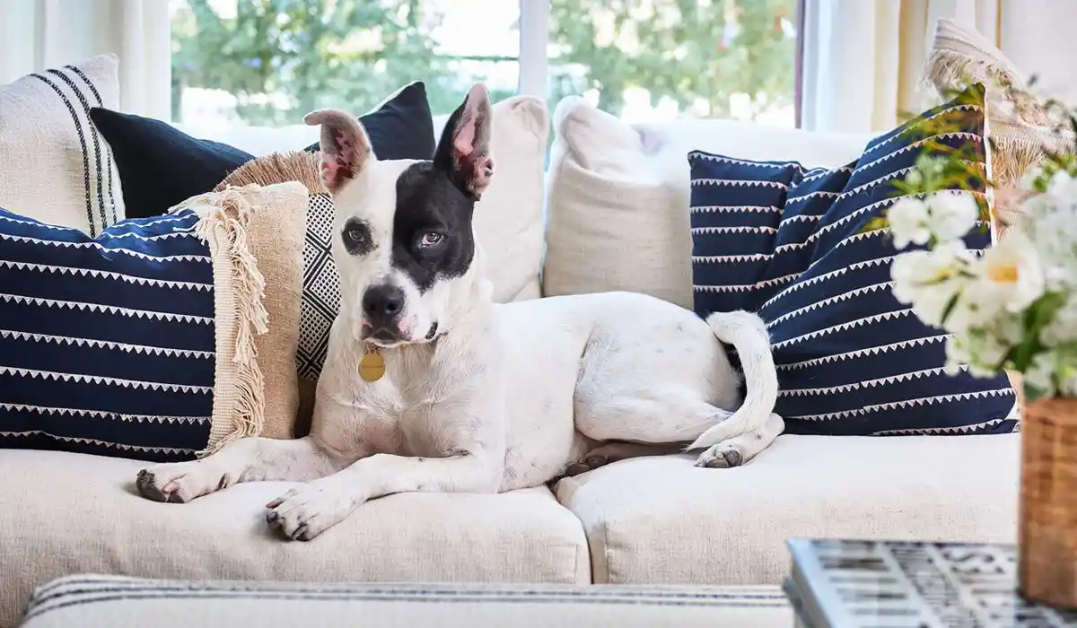 Cute dog sitting on white fabric couch that is easy to clean and repels odors