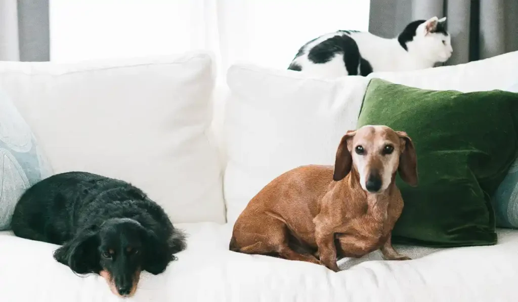 Best pet-friendly couches for dog owners hero