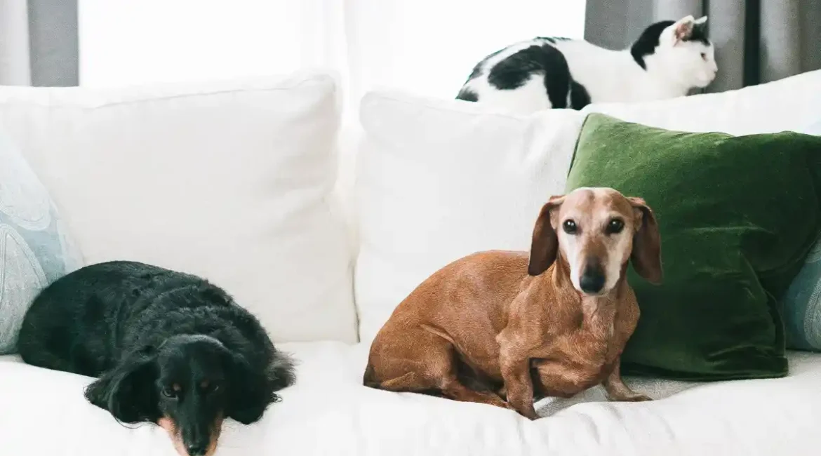 Best pet-friendly couches for dog owners hero