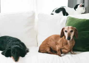 Best pet-friendly couches for dog owners hero