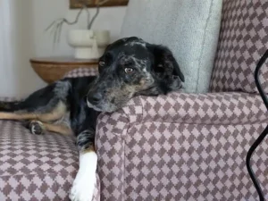 New performance contract fabric in houndstooth pattern available at Reid Witlin