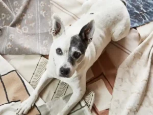 dog sitting on beautiful performance fabric fabric