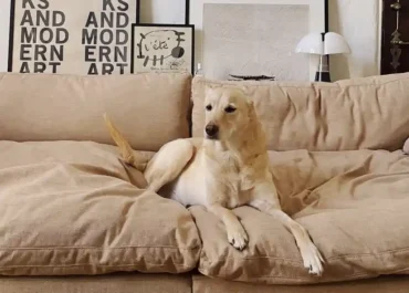 Find pet friendly furniture perfect for dog owners and cat owners