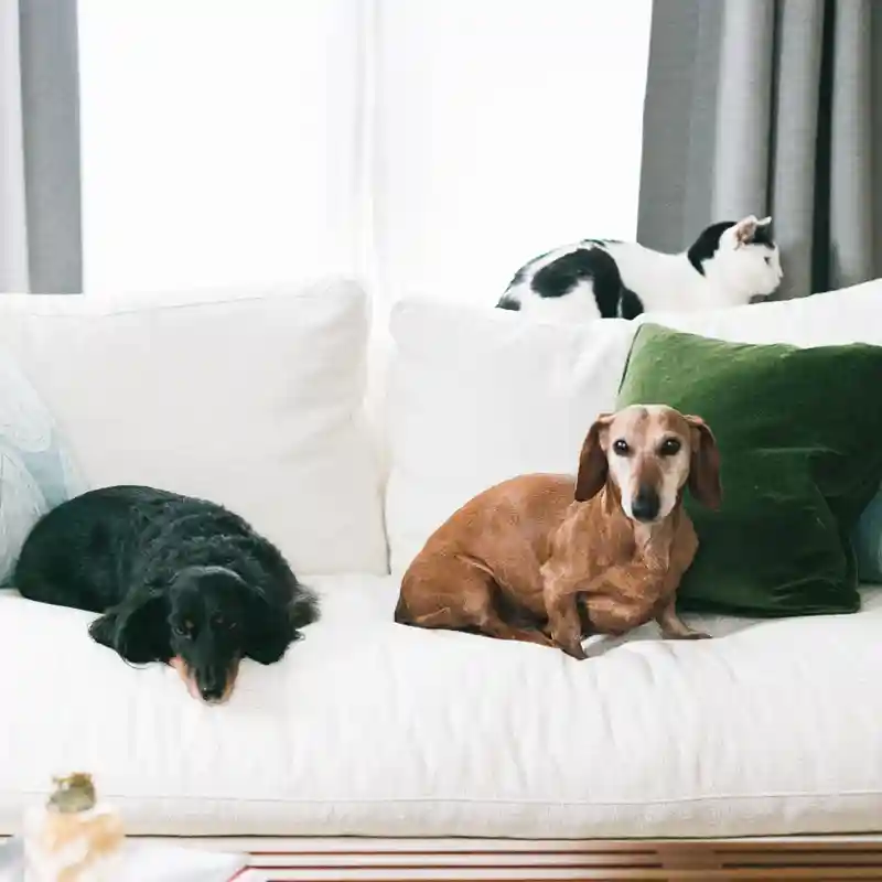 pet friendly furniture with durable couch material for dog owners and cats