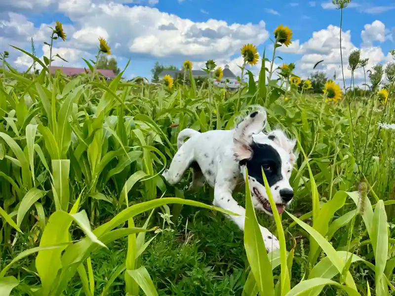 Garden & Gun good dog winner running through sunflowers