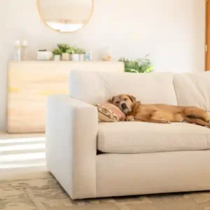 Arhaus Coburn sectional sofa featuring sleeping dog