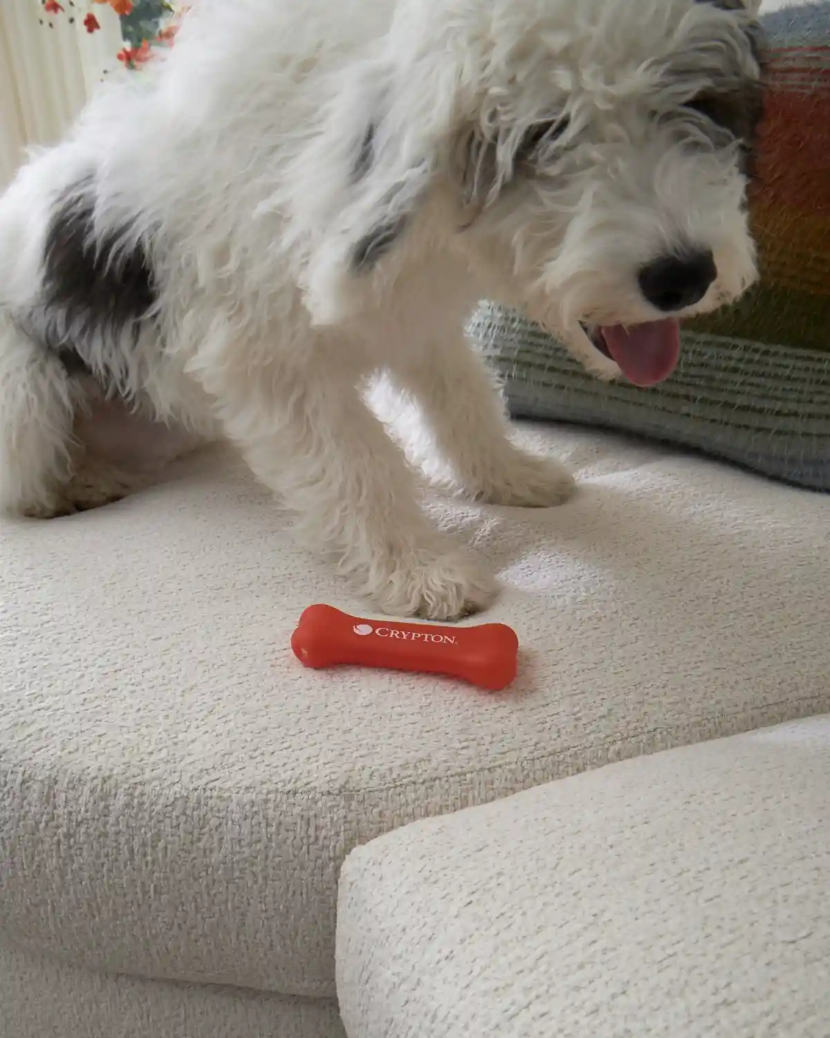 dog sitting on performance fabric sofa from Huntington House Furniture