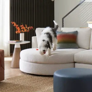 dog jumping off white sofa