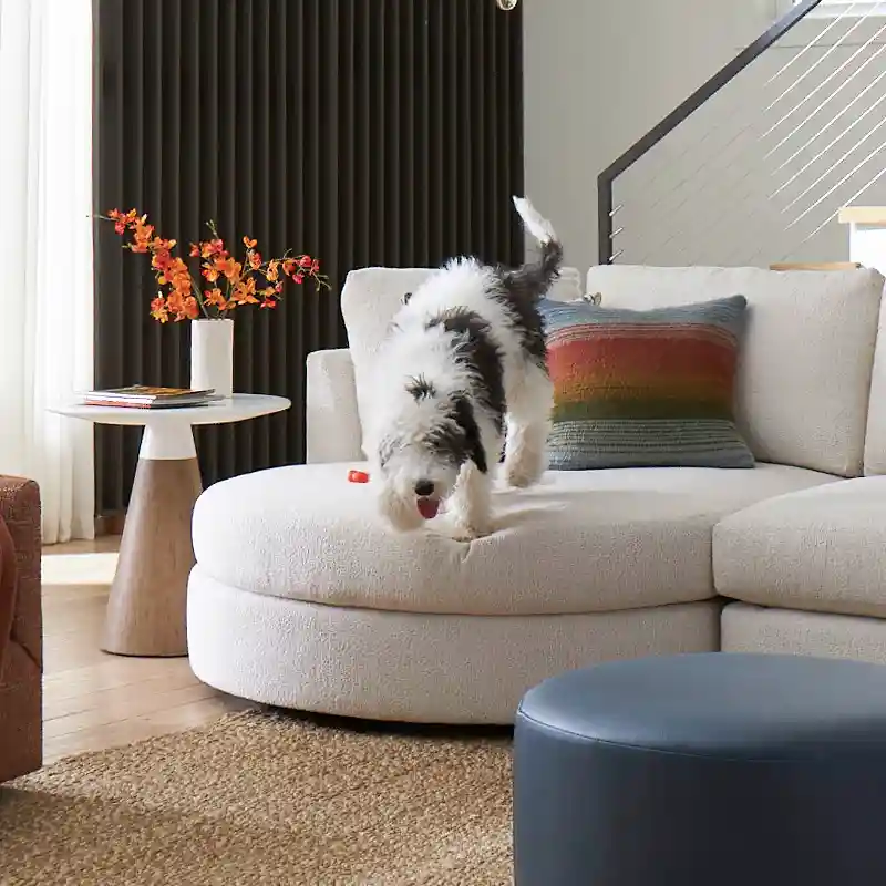 dog jumping off white sofa