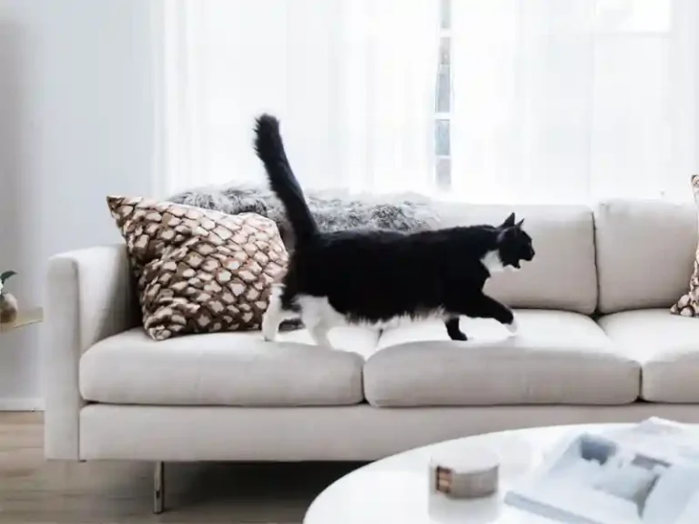 best upholstery fabric for cat owners