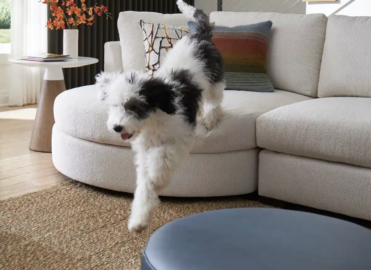 dog jumping off white sofa upholstered in performance fabric