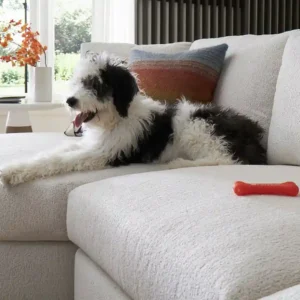 dog sitting on pet-friendly sofa