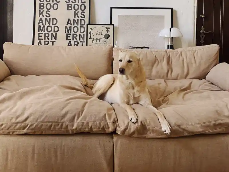 the most comfortable couches you can buy