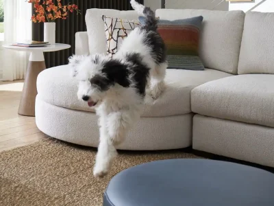 dog jumping off white sofa upholstered in performance fabric